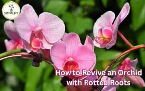 A close-up photograph of a stunning pink orchid with delicate petals and vibrant colors, symbolizing the beauty of nature's resilience. Revive orchids with rotten roots.