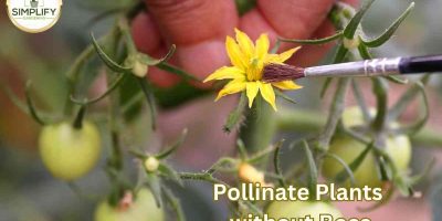Manual Pollination: How to Pollinate Plants without Bees