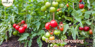 Why do tomato plants have hairs? What you never knew! - Simplify Gardening