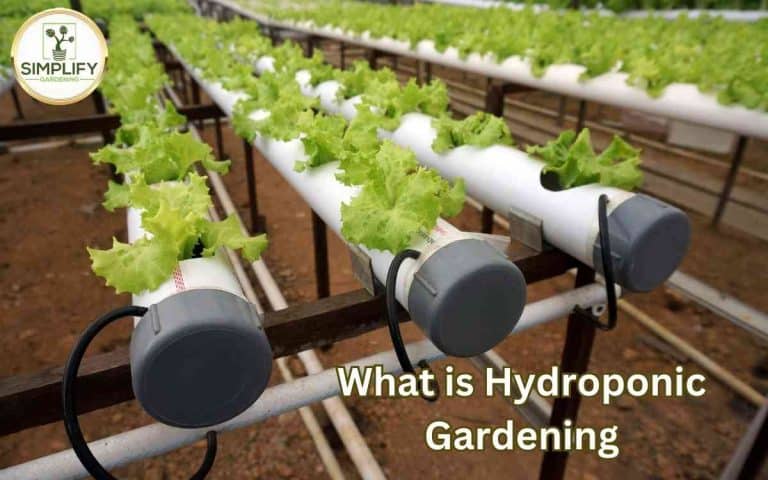 Hydroponic gardening grow much faster — practical growing guidance from Tony O'Neill at simplifygardening.com