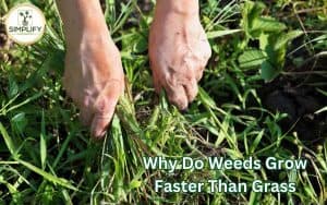 A person in a garden, pulling out weeds. The photo illustrates the question of why weeds grow faster than grass.