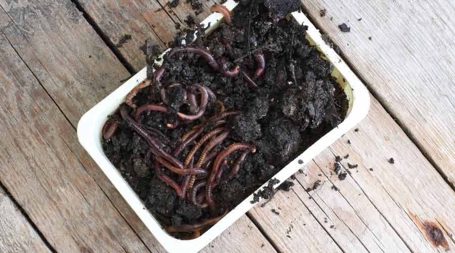 earthworms in soil