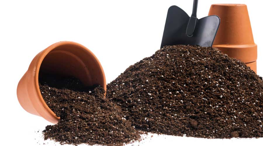 Potting Soil Vs Potting Mix What S The Difference Simplify Gardening Potting Soil Vs Potting Mix What S The Difference Simplify Gardening