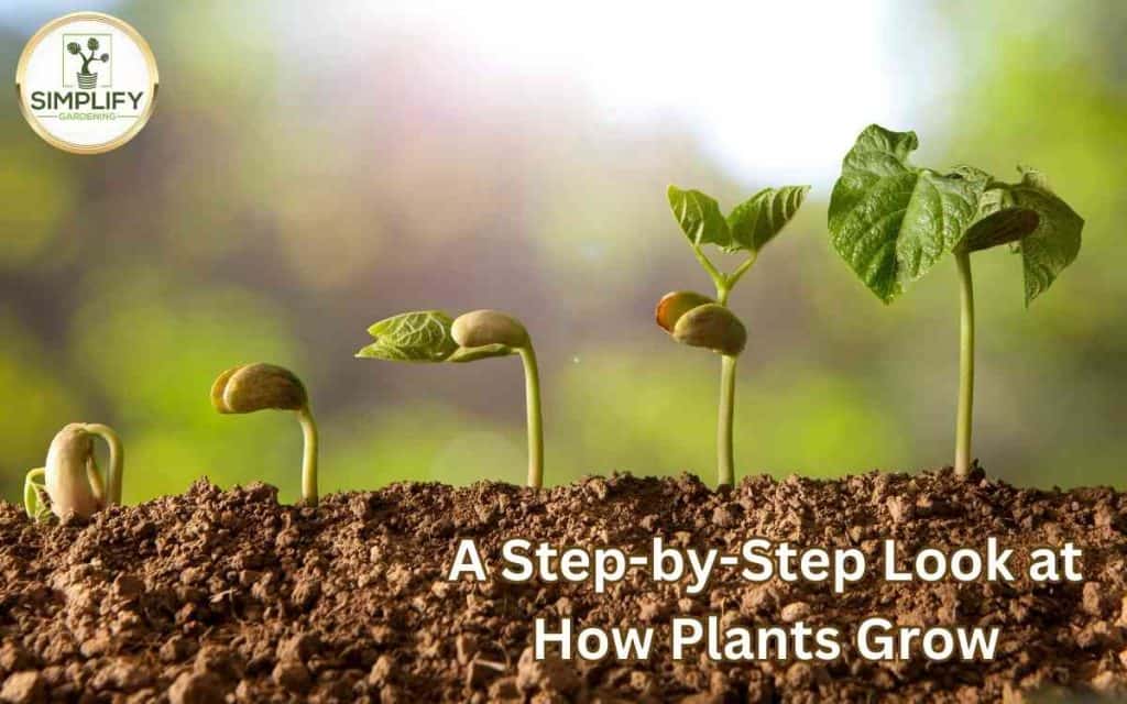 A Step by Step Look at How Plants Grow Simplify Gardening