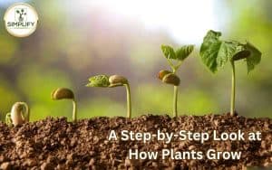 A visual representation showcasing the remarkable process of how plants grow, progressing from a tiny seedling to a vibrant sprout.