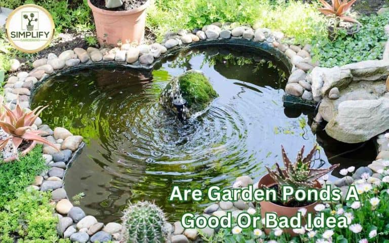 Garden ponds good bad idea low showing a well-managed vegetable growing space for maximum seasonal yield