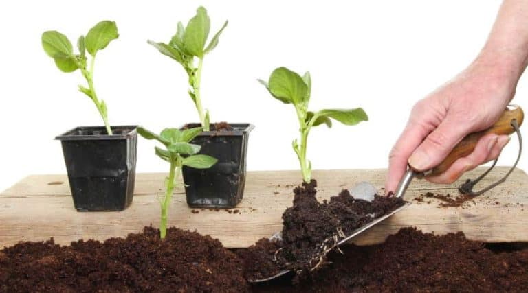 Can You Use Compost Instead Of Potting Soil? – Simplify Gardening
