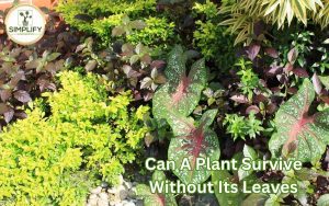 Photo of various plants showcasing their vibrant and intricate leaves. Can plants survive without their leaves?