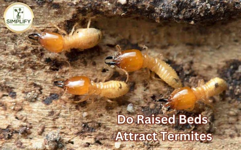 Raised beds attract termites avoid showing a well-managed vegetable growing space for maximum seasonal yield