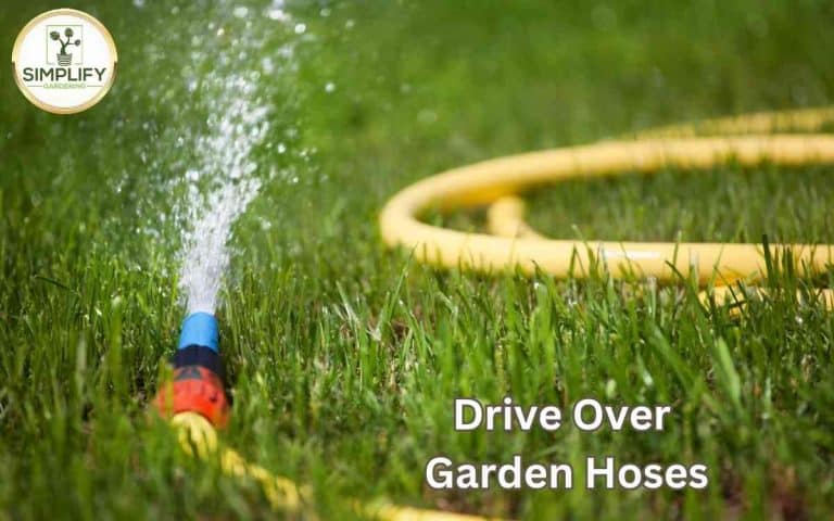 Drive garden hoses big no no gardeners showing a well-managed vegetable growing space for maximum seasonal yield
