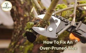 A photo of a tree being pruned by a professional arborist, demonstrating how to fix an over-pruned tree.