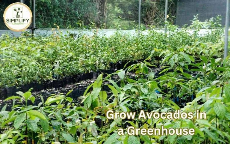 Grow avocados greenhouse step step guide protecting vegetable crops and extending the growing season