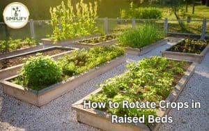 A photo of several garden raised beds in a lush garden. Each bed is filled with different crops, demonstrating the practice of rotating crops on garden beds.