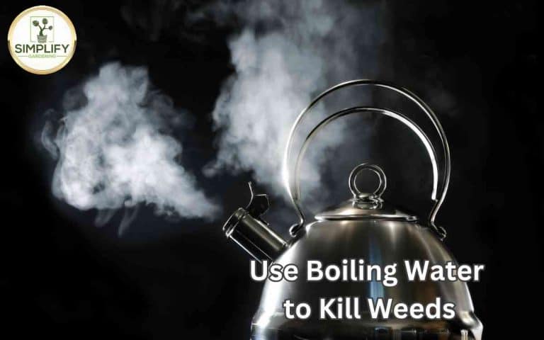 Use boiling water kill weeds — honest, systems-based gardening advice from simplifygardening.com