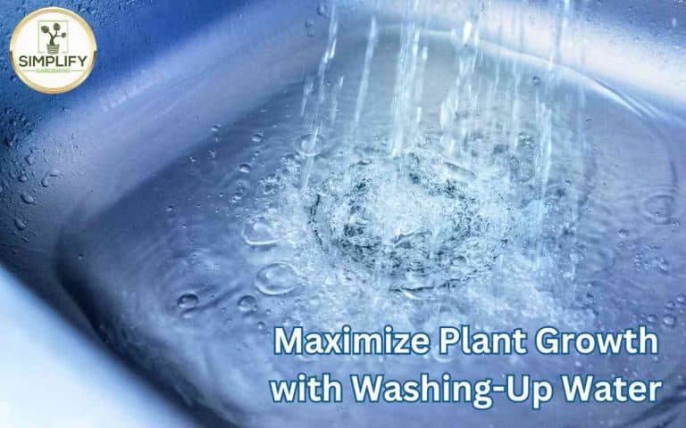 Maximize plant growth washing water — practical houseplant care guidance from Tony O'Neill at simplifygardening.com