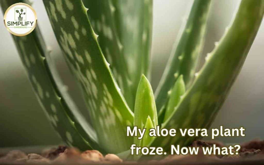My aloe vera plant froze. Now what? - Simplify Gardening
