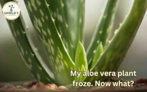 Close-up image of a frozen aloe vera plant with icy crystals on its leaves, illustrating what to do when my aloe vera froze.