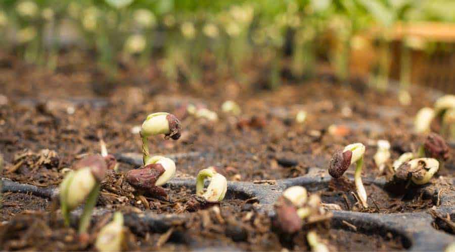 Germinating seedlings on a plant nursery tray