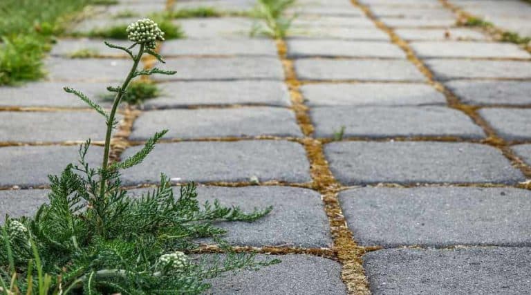 How to Use Boiling Water to Kill Weeds - Simplify Gardening