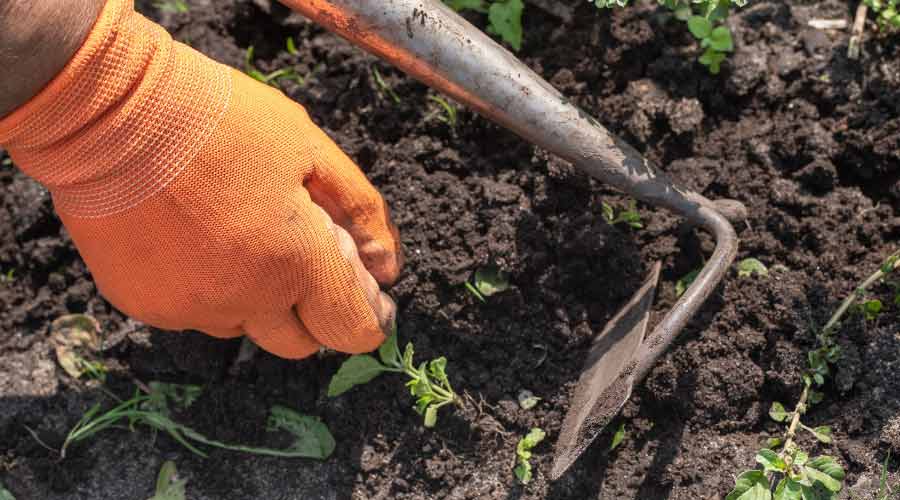Weeds remove covered in Tony O'Neill's Simplify Gardening at simplifygardening.com