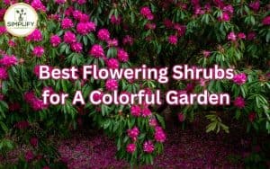 A stunning pink flowering shrub, one of the best flowering shrubs for a colorful garden.