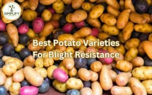 A colorful assortment of potatoes in a pile, showcasing the best potato varieties for blight resistance.
