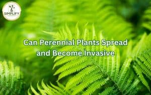A lush green ostrich fern thrives in the garden, demonstrating how perennial plants can spread and become invasive.