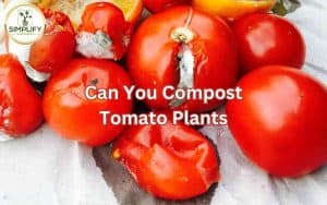 A photo of rotten tomatoes ready for composting. Can you compost tomato plants?