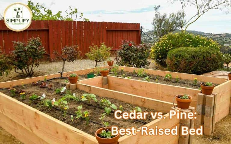Cedar pine wood makes best raised bed showing a well-managed vegetable growing space for maximum seasonal yield
