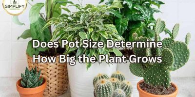 How to Grow Vegetables in Containers: A Beginner's Guide - Simplify ...
