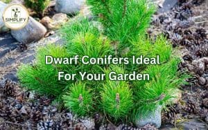 A vibrant photo showcasing a charming dwarf conifer in a garden, ideal for your garden's beauty and versatility.
