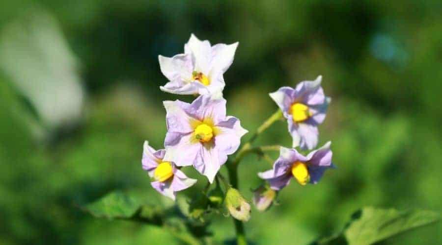How to Grow Potatoes in Raised Beds: The Complete Guide 4 Picture of potato flowers