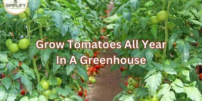 Why do tomato plants have hairs? What you never knew! - Simplify Gardening