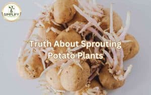A close-up photo of several sprouting potatoes, revealing the truth about sprouting potatoes.