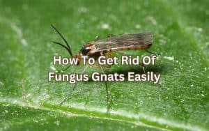 A close-up image of a fungus gnat on a leaf, highlighting the insect's features. Learn how to get rid of fungus gnats easily.