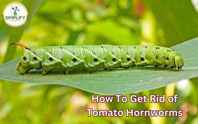 Rid tomato hornworms stop them tracks growing in the vegetable garden at the correct stage for care or