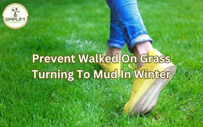 Prevent walked grass turning mud winter — honest, systems-based gardening advice from simplifygardening.com