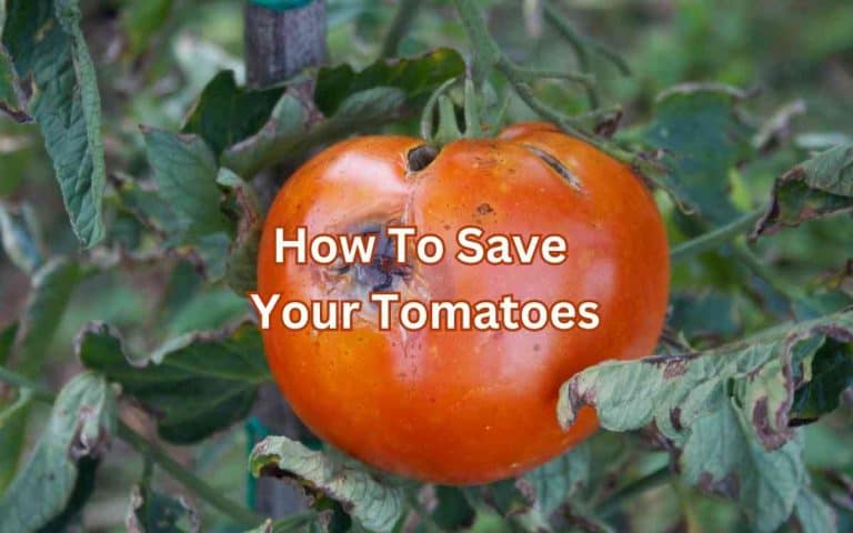 Vegetable garden showing save tomatoes — growing guide at simplifygardening.com