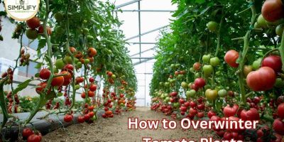 Why do tomato plants have hairs? What you never knew! - Simplify Gardening