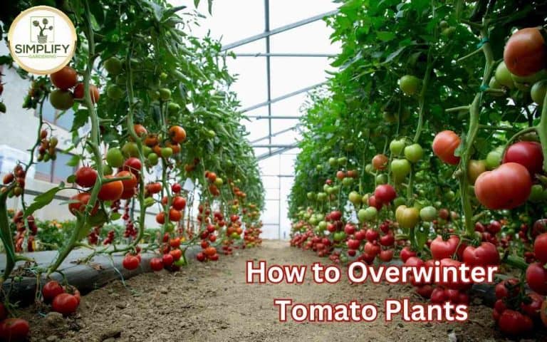 Overwinter tomato plants tips winter success in the kitchen garden — practical vegetable growing from simplifygardening.com
