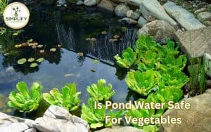 A serene garden pond with lily pads and colorful koi fish swimming in clear water. Is pond water safe for vegetables?