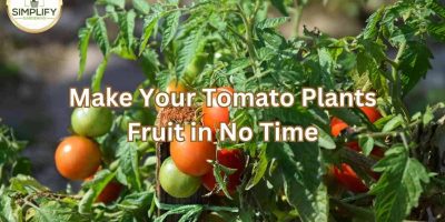 Maximize Your Garden Yield: How to Soak Tomato Seeds - Simplify Gardening
