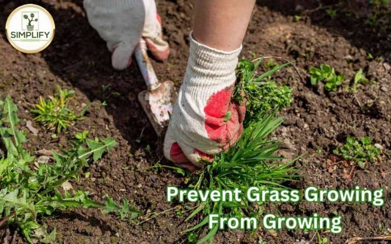 Prevent grass growing vegetable beds good showing a well-managed vegetable growing space for maximum seasonal yield