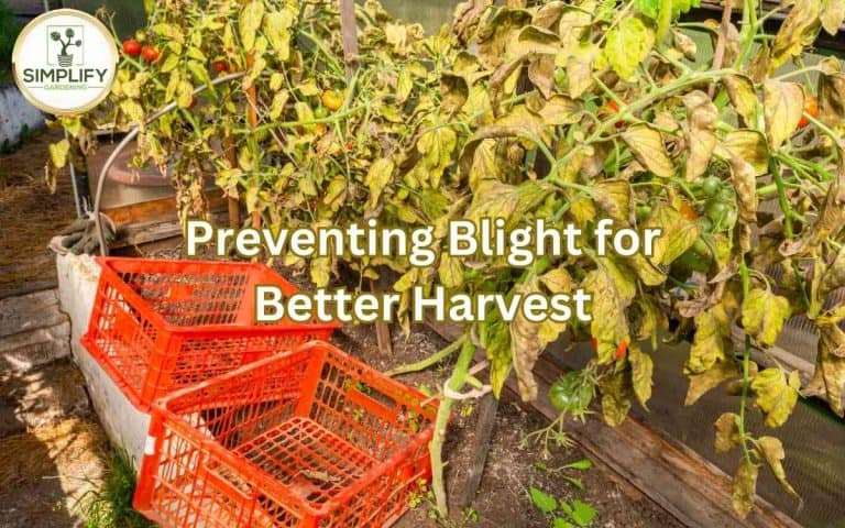Preventing blight better harvest on vegetable plants — pest identification and management at simplifygardening.com