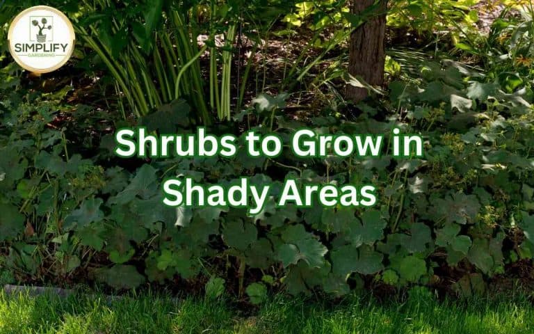 Shrubs grow shady areas — honest, systems-based gardening advice from simplifygardening.com