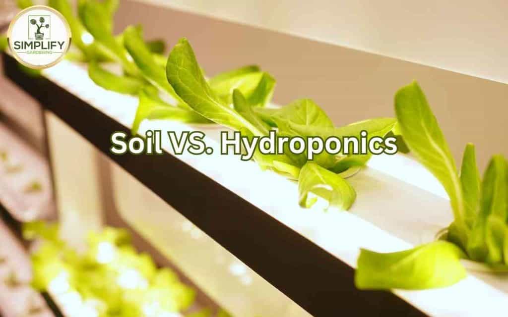 Hydroponics Simplify Gardening