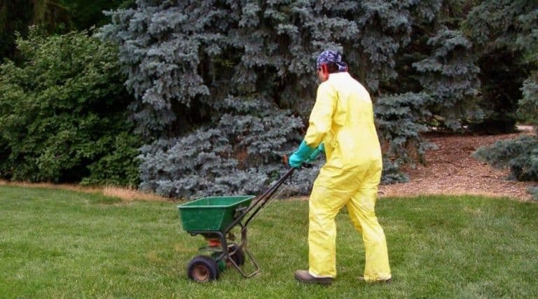 Is Lawn Paint Bad For Your Grass Know The Facts Simplify Gardening