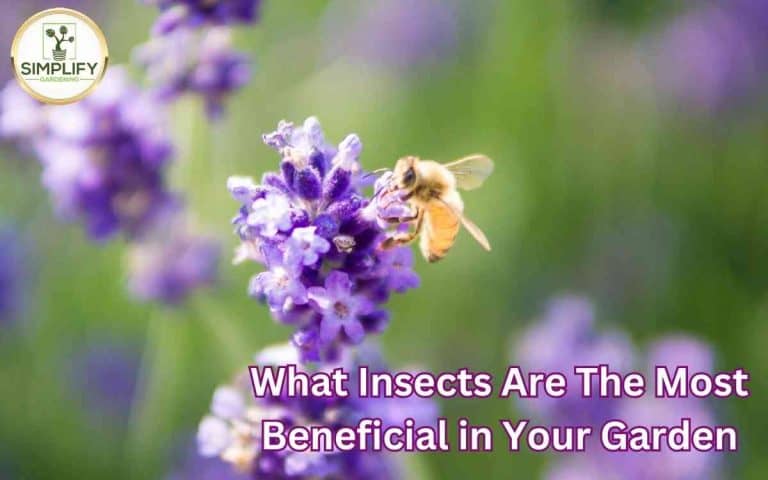 Kitchen garden with insects most beneficial garden — practical layout and growing from simplifygardening.com