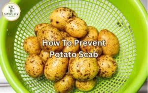 A close-up image of potatoes with skin scab, showing rough, bumpy patches on the surface.