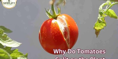 Why do tomato plants have hairs? What you never knew! - Simplify Gardening